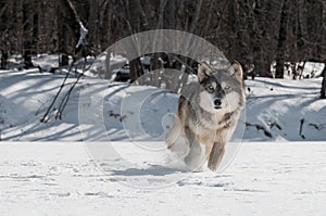 Grey Wolf (Canis lupus) Trot