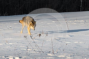 Grey Wolf Canis lupus Trots Across Snowy Field Winter