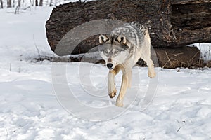 Grey Wolf Canis lupus Trots Away From Log Winter