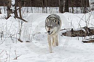 Grey Wolf Canis lupus Trots Forward