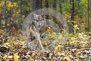 Grey Wolf Canis lupus Trots Forward Ears to Sides Autumn
