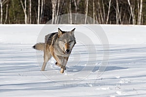 Grey Wolf Canis lupus Trots Forward in Snowy Field Winter