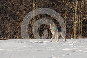 Grey Wolf Canis lupus Trots Left in Early Morning Light