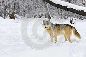 Grey Wolf (Canis lupus) Turns at Edge of Forest Second Wolf in Background Winter