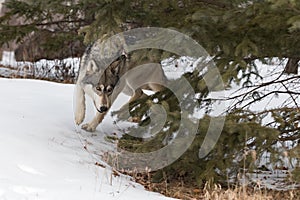 Grey Wolf Canis lupus Turns Into Pine Trees Winter