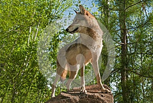 Grey Wolf Canis lupus Turns on Rock