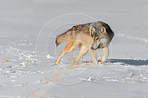 Grey Wolf Canis lupus Turns to Look Left in Snowy Field Winter