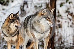 Grey wolf, Canis lupus, two wolves standing in a snowy winter forest.