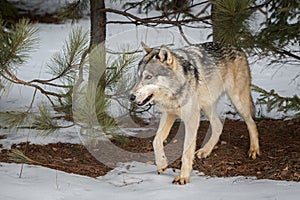 Grey Wolf Canis lupus Under Pine Trees Wnter photo