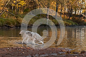 Grey Wolf Canis lupus Wades Into River
