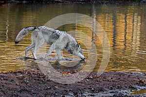 Grey Wolf (Canis lupus) Wades into Water