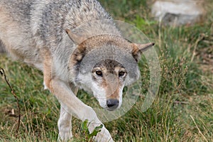 Grey Wolf - Canis lupus - walking in grass