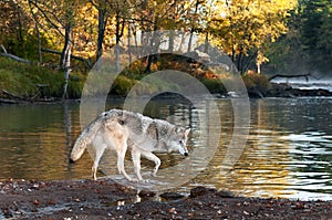 Grey Wolf (Canis lupus) Walks Along Shoreline