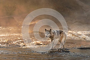 Grey Wolf Canis lupus Walks Away From Misty Rapids Autumn