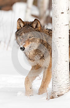 Grey Wolf (Canis lupus) Walks from Behind Birch Tree