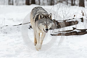 Grey Wolf Canis lupus Walks Forward