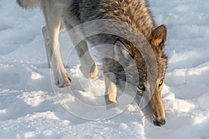 Grey Wolf Canis lupus Walks Forward Winter