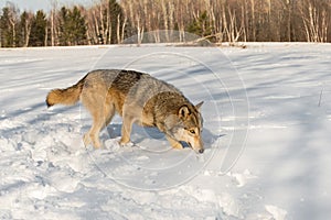 Grey Wolf (Canis lupus) Walks Left Through Field Nose Down Winter