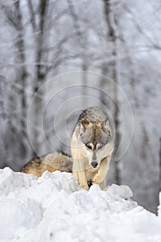 Grey Wolf (Canis lupus) Walks Over the Top of Mound of Snow Winter