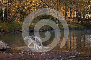 Grey Wolf Canis lupus Walks Right Head Down