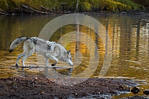 Grey Wolf Canis lupus Walks Right Through Water