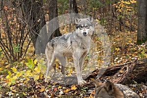 Grey Wolf (Canis lupus) Watches Another Wolf Walk By Autumn