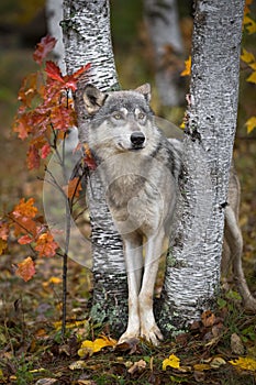 Grey Wolf Canis lupus Wedged Between Trees Looks Out and Up One Ear Back Autumn