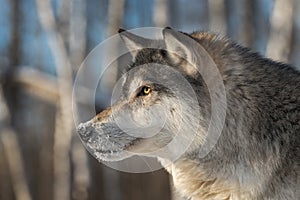 Grey Wolf Canis lupus Winter Profile Left