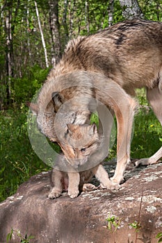 Grey Wolf (Canis lupus) Works to Pick Up Pup