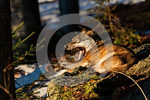 Grey Wolf (Canis lupus) yawning - captive animal