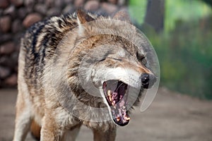 Grey Wolf (Canis lupus) yawns