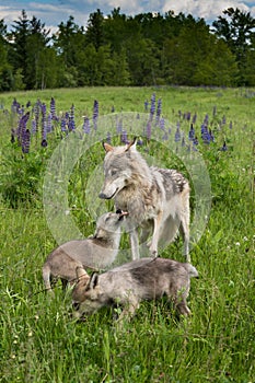 Grey Wolf Canis lupus Yearling and Two Pups photo