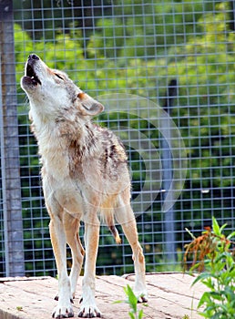 A grey wolf in captivity howling. Unhappy.