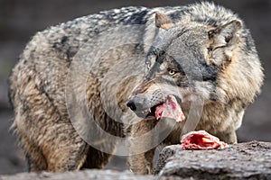 Grey wolf eating meat in the forest