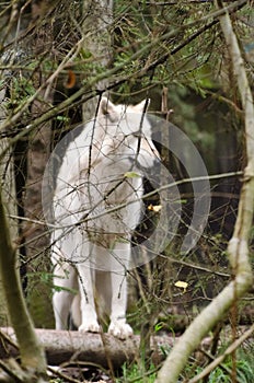 Grey wolf female with white  fur behind tree branches