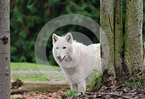 Grey wolf female with white  fur behind tree trunk