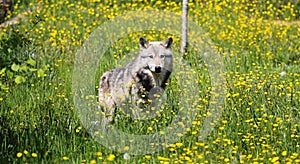 Grey Wolf in a field of buttercups photo