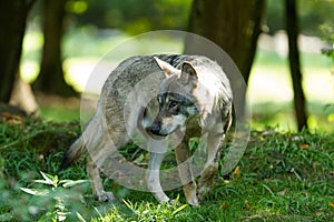 Grey Wolf in the forest