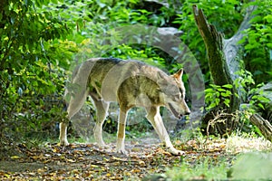 Grey Wolf in the forest