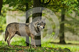 Grey Wolf in the forest