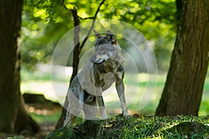 Grey Wolf in the forest