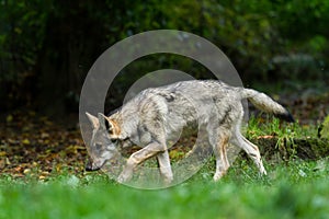 Grey Wolf in the forest