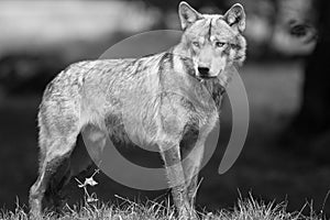 Grey wolf in the forest