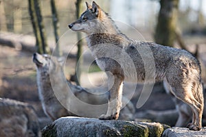 Grey wolf in the forest