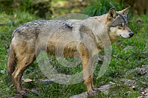 Grey wolf in the forest