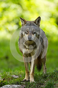 Grey wolf in the forest