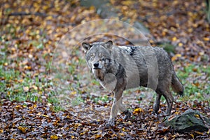 A grey wolf in the forest