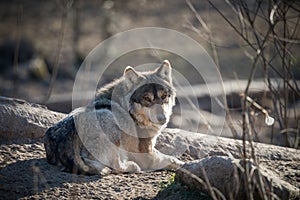 Grey wolf in the forest during the winter