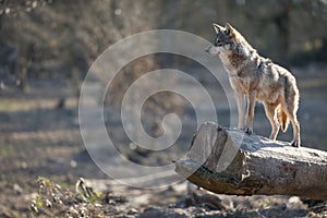 Grey wolf in the forest during the winter