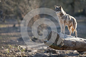 Grey wolf in the forest during the winter